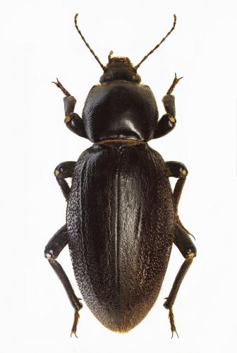 Stridulomus sulcicollis